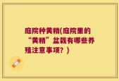 庭院种黄精(庭院里的“黄精”盆栽有哪些养殖注意事项？)