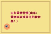 山东黄精种植(山东：黄精丰收成灵芝的替代品？)