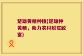 楚雄黄精种植(楚雄种黄精，助力农村脱贫致富)