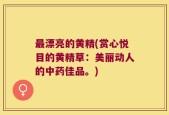 最漂亮的黄精(赏心悦目的黄精草：美丽动人的中药佳品。)