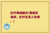 栏杆黄精图片(黄精花海间，栏杆见觅人生情。)