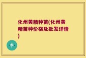 化州黄精种苗(化州黄精苗种价格及批发详情)