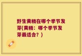 野生黄精在哪个季节发芽(黄精：哪个季节发芽最适合？)