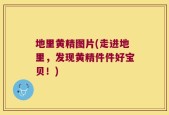 地里黄精图片(走进地里，发现黄精件件好宝贝！)