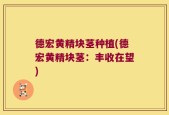 德宏黄精块茎种植(德宏黄精块茎：丰收在望)