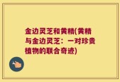 金边灵芝和黄精(黄精与金边灵芝：一对珍贵植物的联合奇迹)