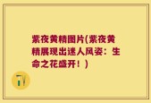 紫夜黄精图片(紫夜黄精展现出迷人风姿：生命之花盛开！)
