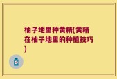 柚子地里种黄精(黄精在柚子地里的种植技巧)