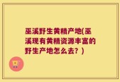 巫溪野生黄精产地(巫溪现有黄精资源丰富的野生产地怎么去？)