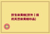 野生田黄精(野外採摘的天然田黄精珍品)