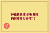 种植黄精怕冷吗(黄精的耐寒能力如何？)
