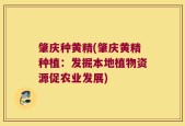 肇庆种黄精(肇庆黄精种植：发掘本地植物资源促农业发展)