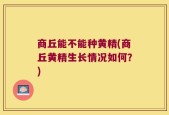 商丘能不能种黄精(商丘黄精生长情况如何？)
