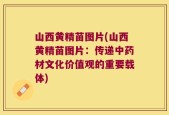 山西黄精苗图片(山西黄精苗图片：传递中药材文化价值观的重要载体)