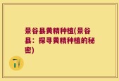 景谷县黄精种植(景谷县：探寻黄精种植的秘密)