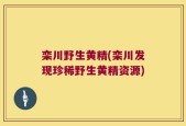 栾川野生黄精(栾川发现珍稀野生黄精资源)