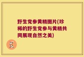 野生党参黄精图片(珍稀的野生党参与黄精共同展现自然之美)