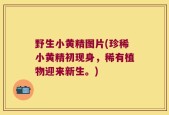野生小黄精图片(珍稀小黄精初现身，稀有植物迎来新生。)