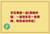 多花黄精一亩(黄精种植：一亩地多花一些黄精，助你成功丰收)