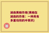 湖南黄精作用(黄精在湖南的作用：一种具有多重功效的中草药)