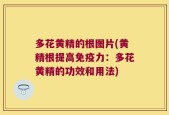多花黄精的根图片(黄精根提高免疫力：多花黄精的功效和用法)