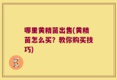 哪里黄精苗出售(黄精苗怎么买？教你购买技巧)