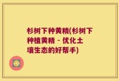 杉树下种黄精(杉树下种植黄精 - 优化土壤生态的好帮手)