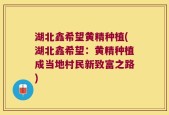 湖北鑫希望黄精种植(湖北鑫希望：黄精种植成当地村民新致富之路)