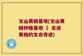 文山黄精基地(文山黄精种植基地 – 走进黄精的生命奇迹)