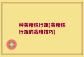 种黄精株行距(黄精株行距的栽培技巧)