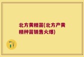 北方黄精苗(北方产黄精种苗销售火爆)