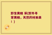 野生黄精 采(野外寻常黄精，天然药材来袭！)