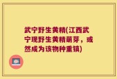 武宁野生黄精(江西武宁现野生黄精萌芽，或然成为该物种重镇)