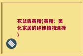 花盆栽黄精(黄精：美化家居的绝佳植物选择)