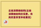 云南滇黄精收购(云南滇黄精收购价实惠，农民欣喜享受丰收果实)