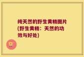 纯天然的野生黄精图片(野生黄精：天然的功效与好处)