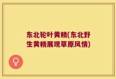 东北轮叶黄精(东北野生黄精展现草原风情)