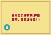 青岛怎么种黄精(种植黄精，青岛这样做！)