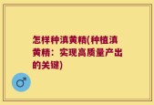 怎样种滇黄精(种植滇黄精：实现高质量产出的关键)