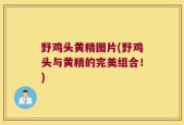 野鸡头黄精图片(野鸡头与黄精的完美组合！)