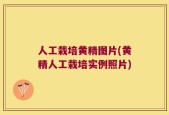 人工栽培黄精图片(黄精人工栽培实例照片)