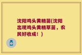 沈阳鸡头黄精苗(沈阳出现鸡头黄精草苗，农民好收成！)