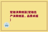 楚雄滇黄精苗(楚雄出产滇黄精苗，品质卓越)