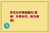 野生补药黄精图片(黄精：珍贵补药，助力健康)