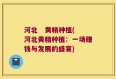 河北   黄精种植(河北黄精种植：一场赚钱与发展的盛宴)