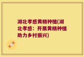 湖北孝感黄精种植(湖北孝感：开展黄精种植助力乡村振兴)