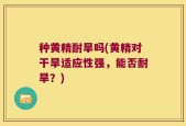 种黄精耐旱吗(黄精对干旱适应性强，能否耐旱？)