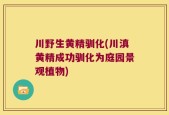 川野生黄精驯化(川滇黄精成功驯化为庭园景观植物)