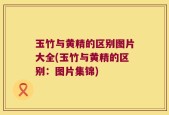 玉竹与黄精的区别图片大全(玉竹与黄精的区别：图片集锦)