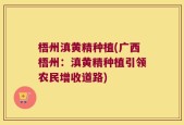 梧州滇黄精种植(广西梧州：滇黄精种植引领农民增收道路)
